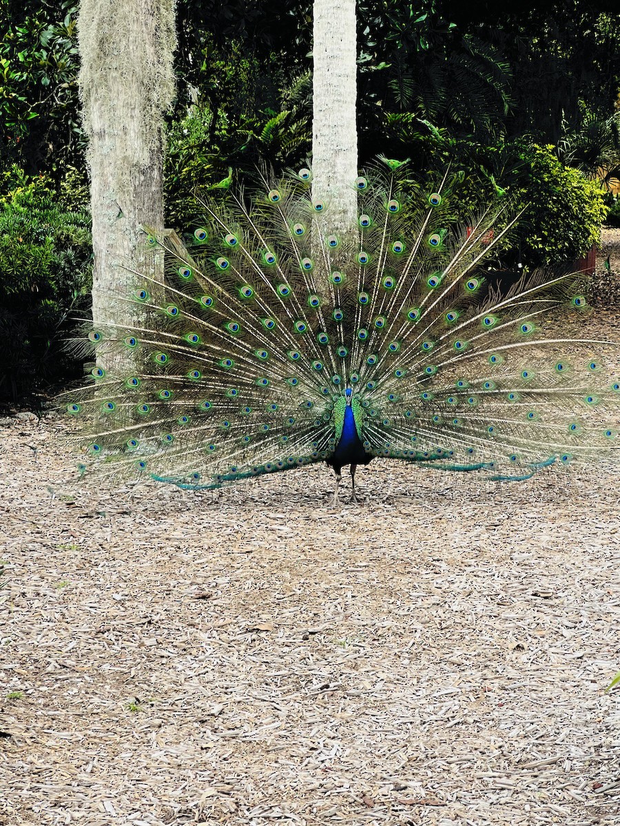 Indian Peafowl (Domestic type) - ML588949741