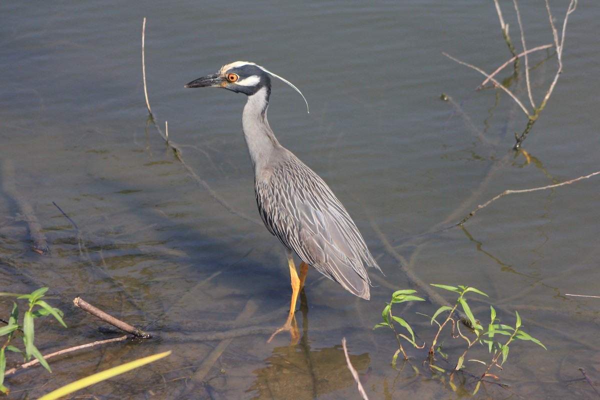 Yellow-crowned Night Heron - ML588949991