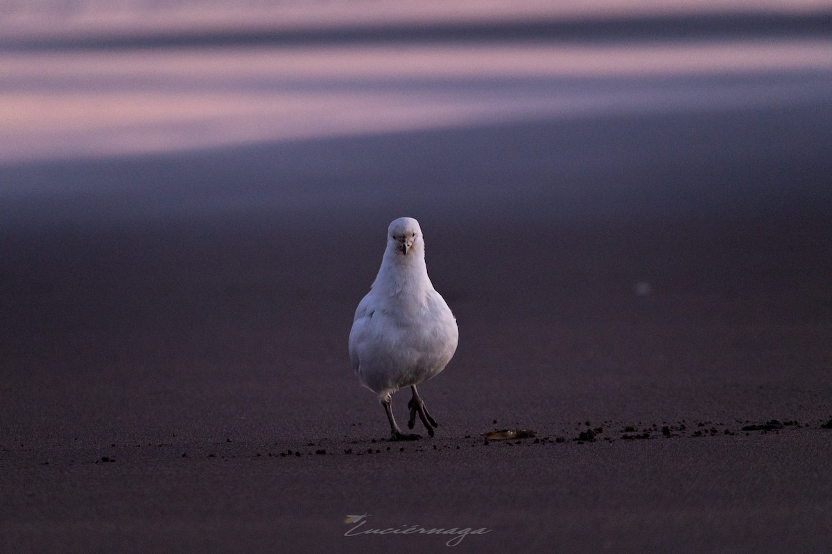 Snowy Sheathbill - Luciana Juárez