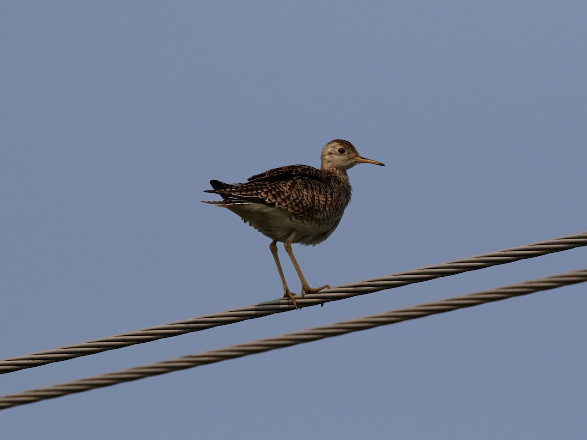 Upland Sandpiper - ML588950321