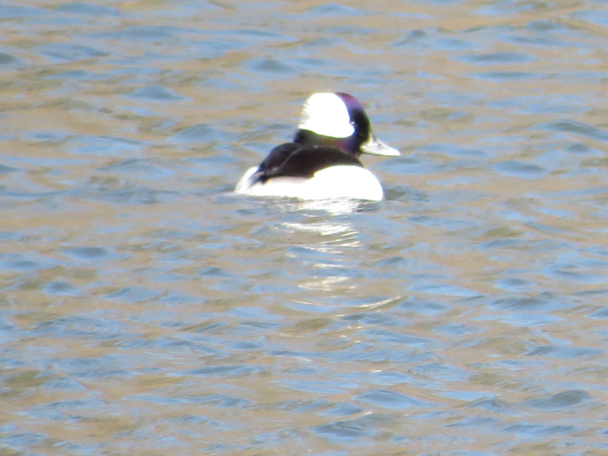 Bufflehead - Avery Blumenthal