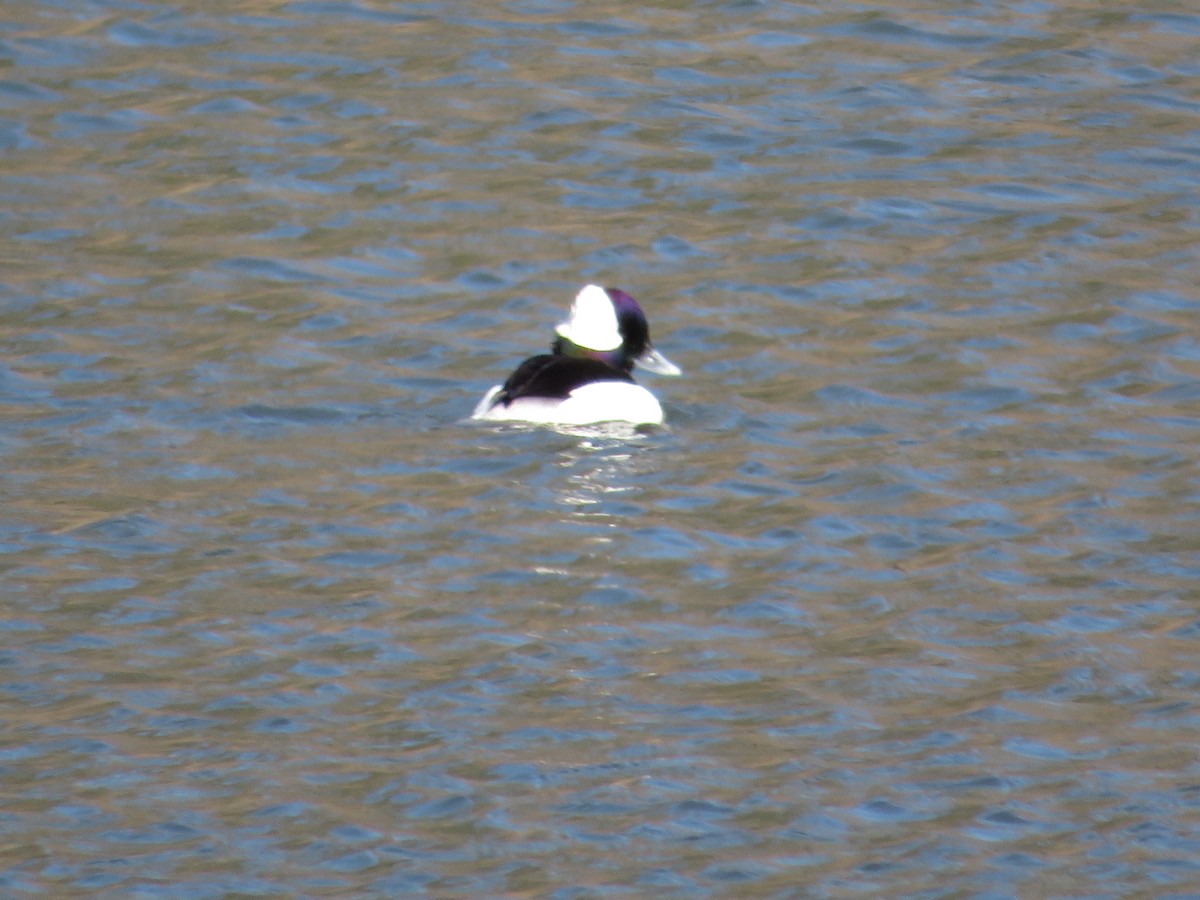 Bufflehead - ML588950651