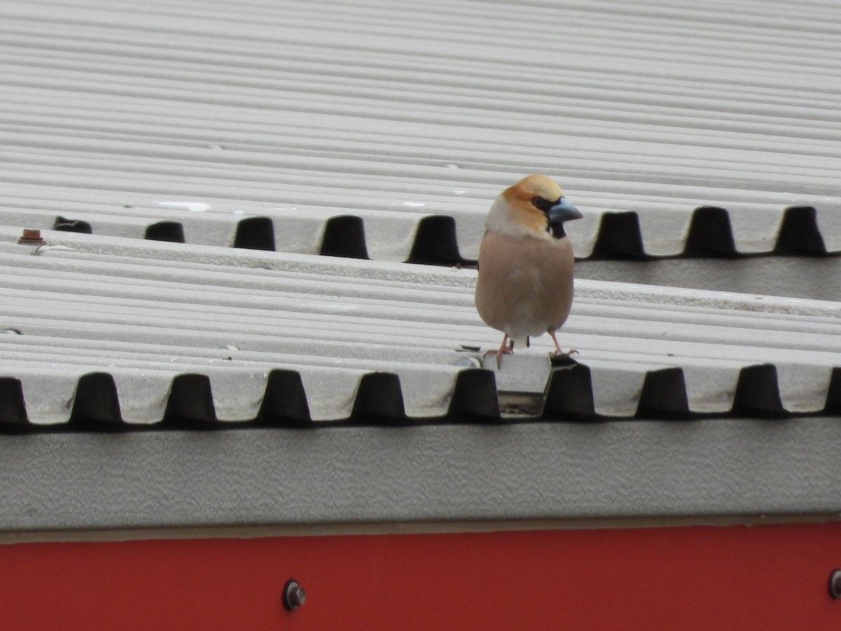 Hawfinch - Doug Happ