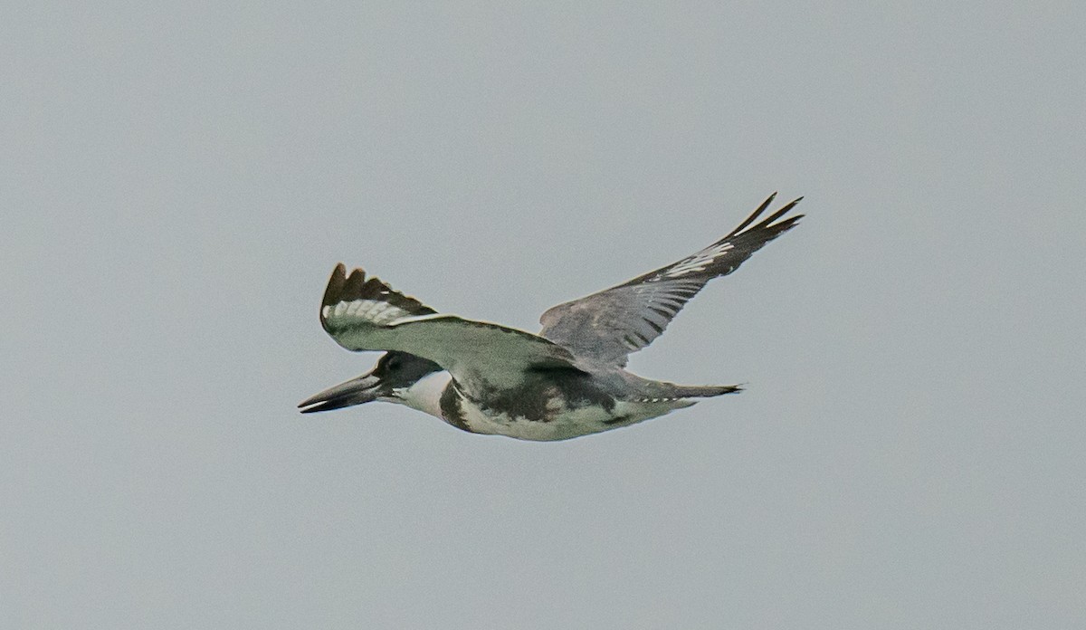 Belted Kingfisher - ML588951191