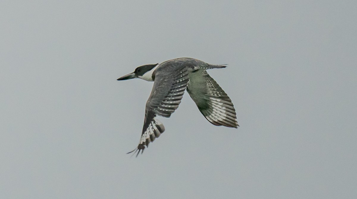 Belted Kingfisher - ML588951201