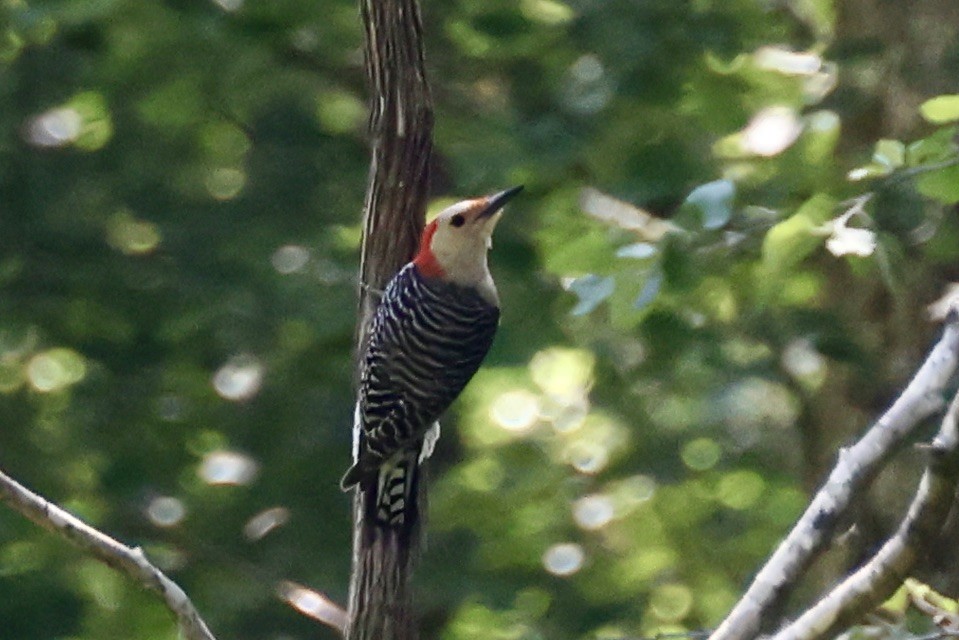 Red-bellied Woodpecker - ML588951781