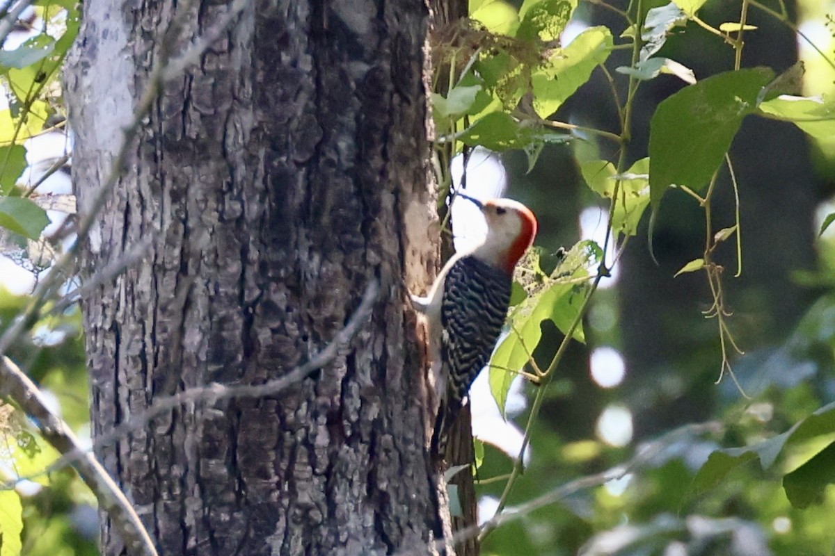 Red-bellied Woodpecker - ML588951791