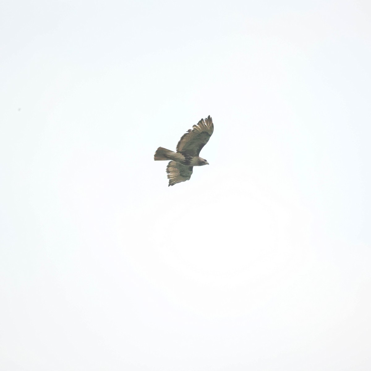 Red-tailed Hawk - ML588953671