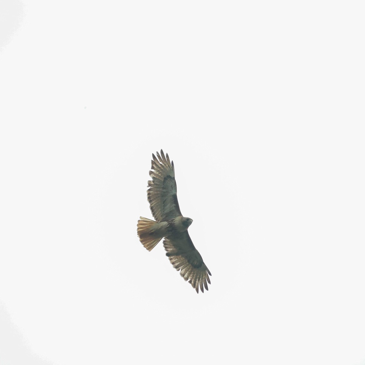 Red-tailed Hawk - ML588953681