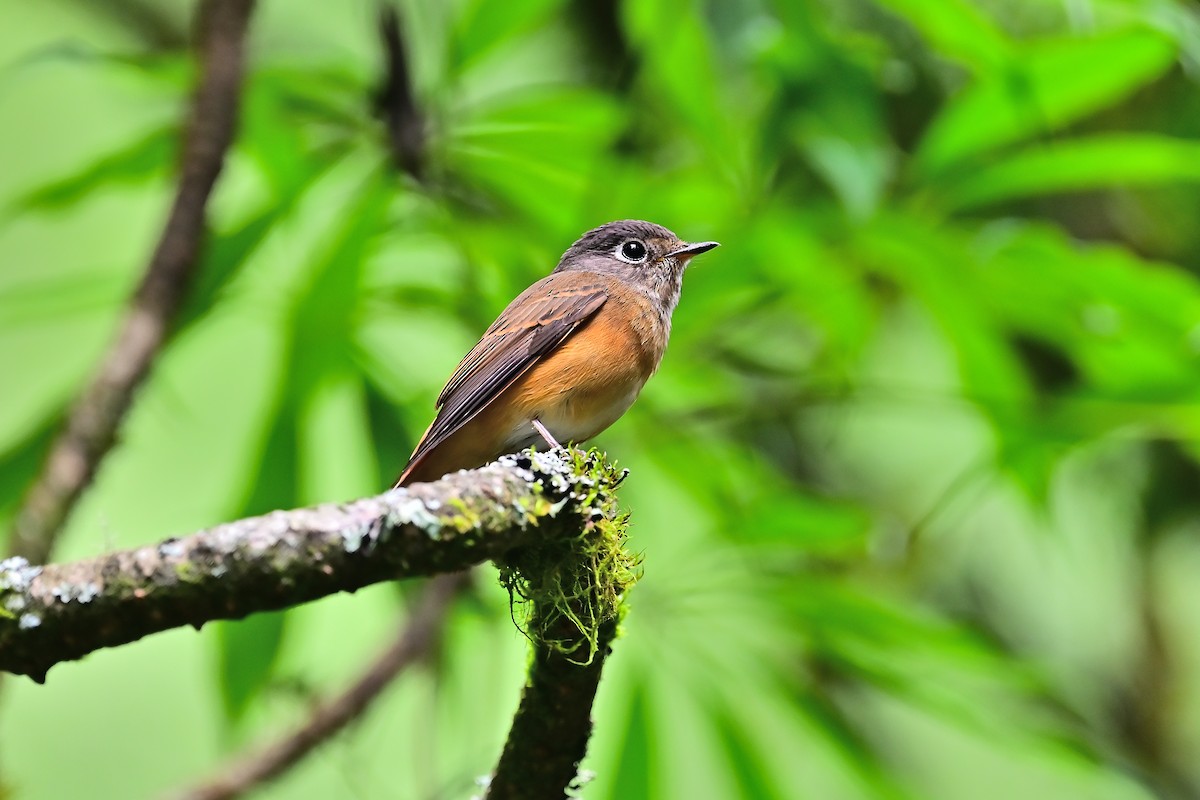 Ferruginous Flycatcher - Weber Tsai