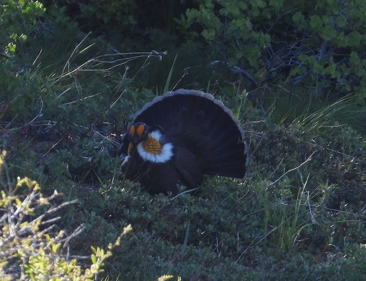 Sooty Grouse - ML588954351