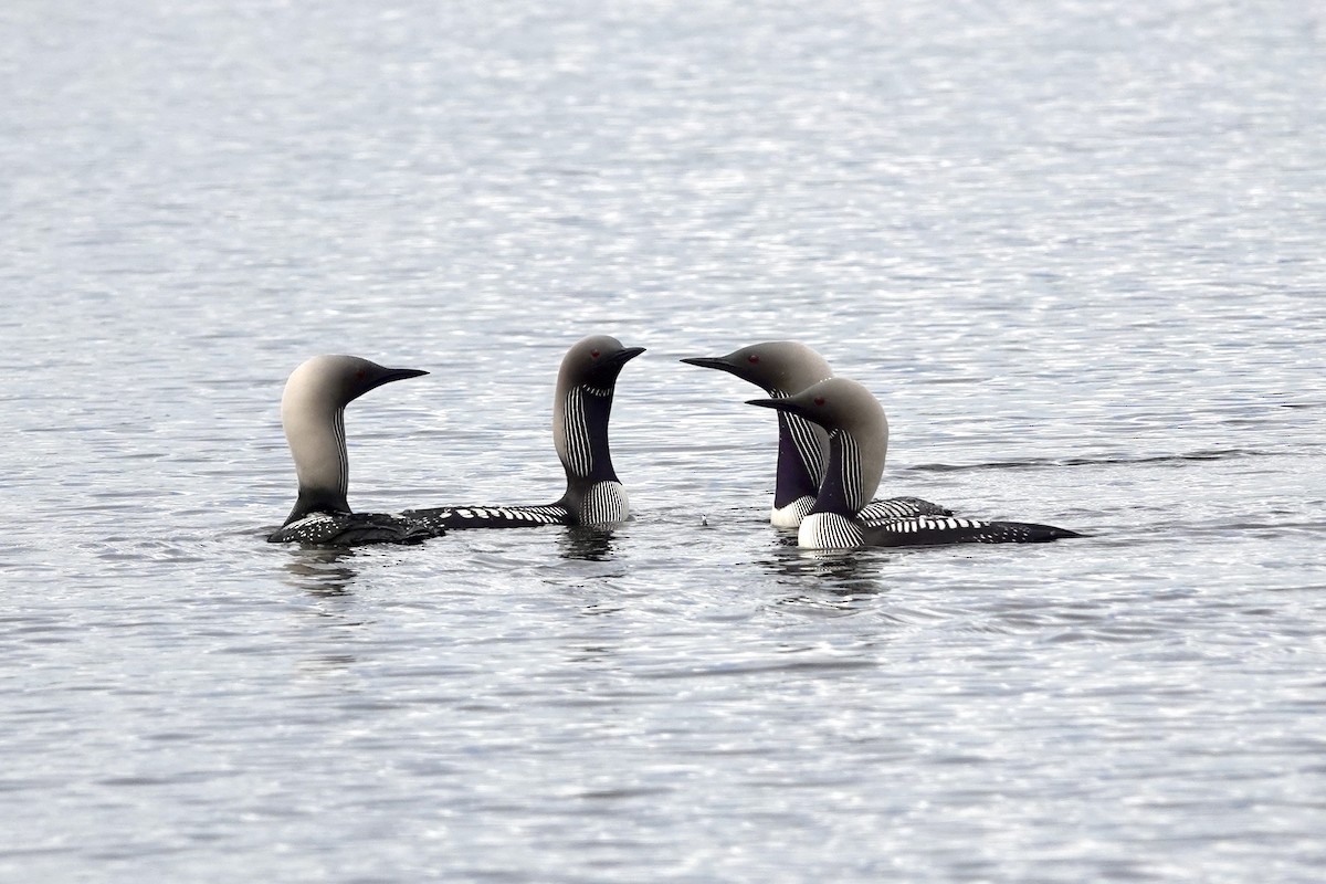 Pacific Loon - ML588954401