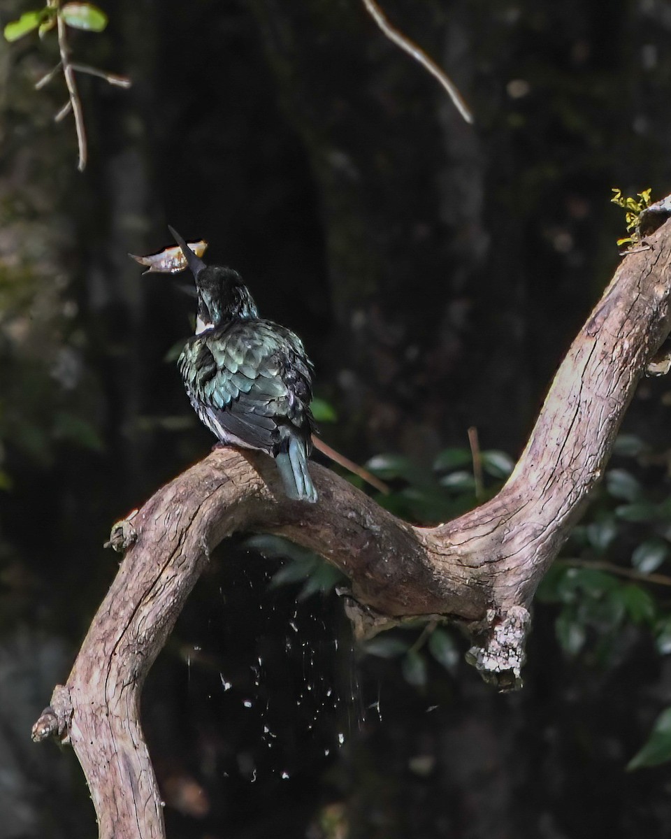 Green Kingfisher - ML588954851