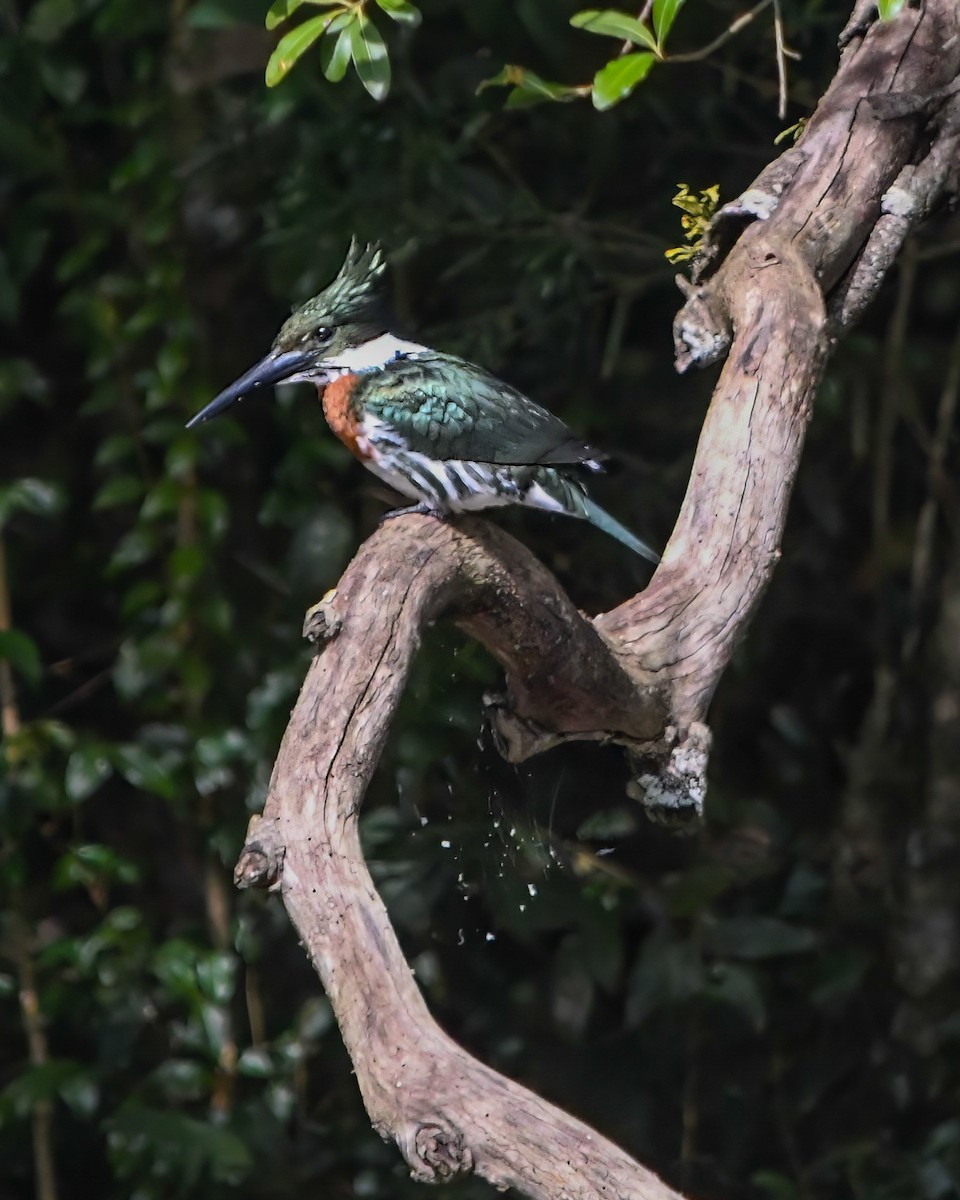 Green Kingfisher - ML588954861