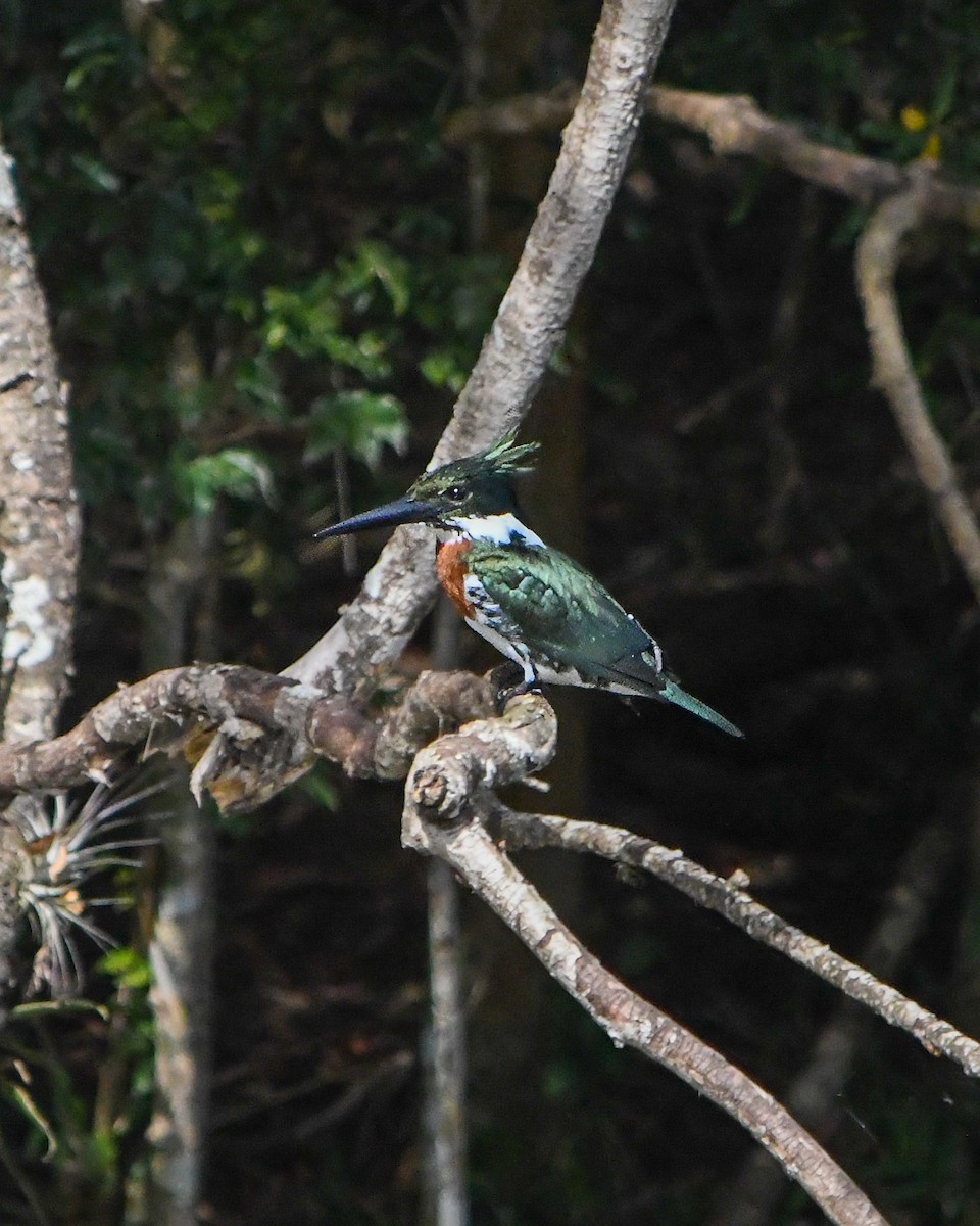 Green Kingfisher - ML588954871