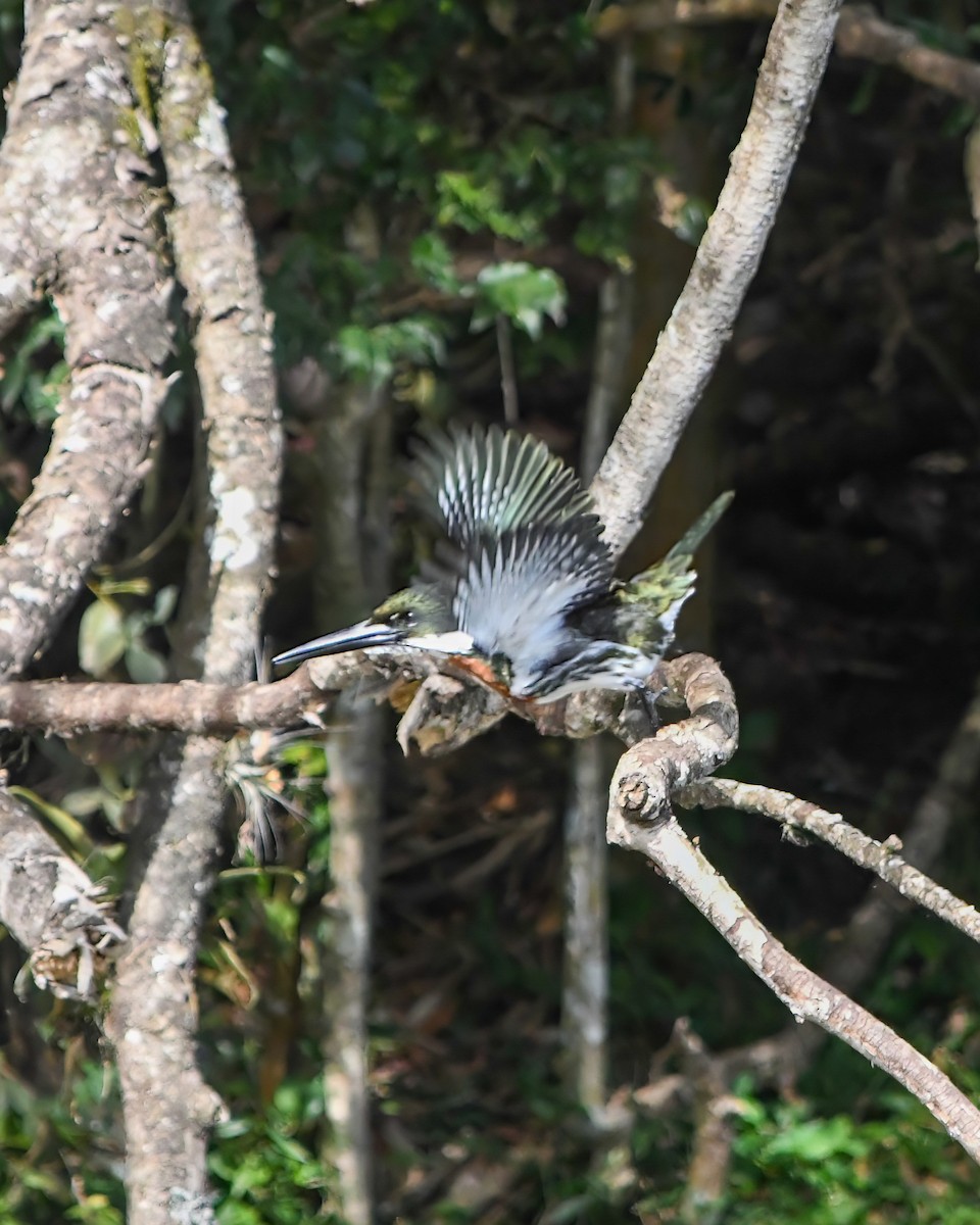 Green Kingfisher - ML588954881