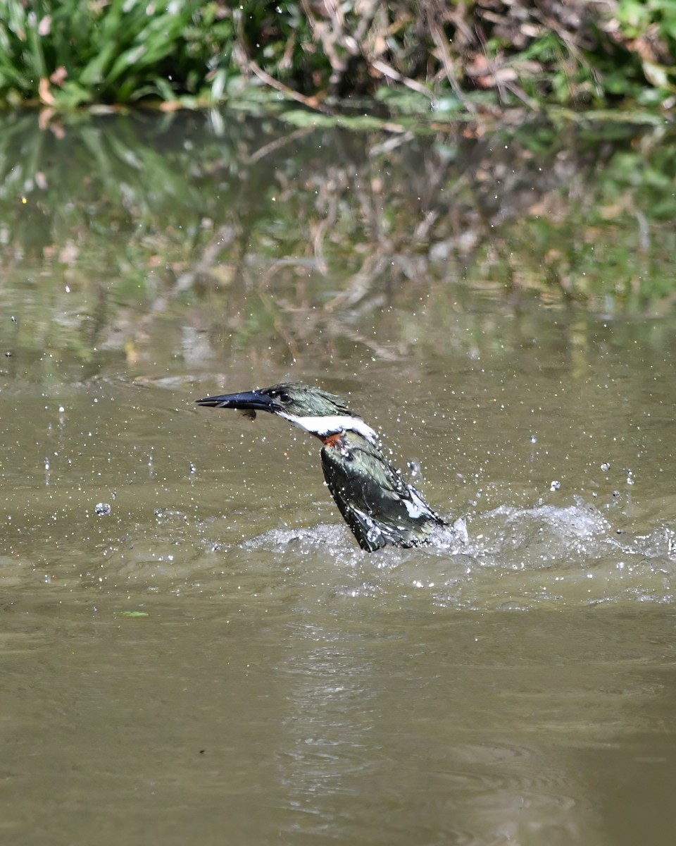 Green Kingfisher - ML588954891