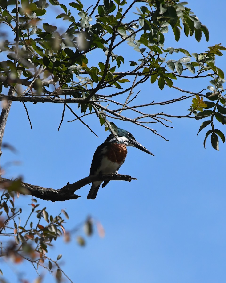 Green Kingfisher - ML588954901