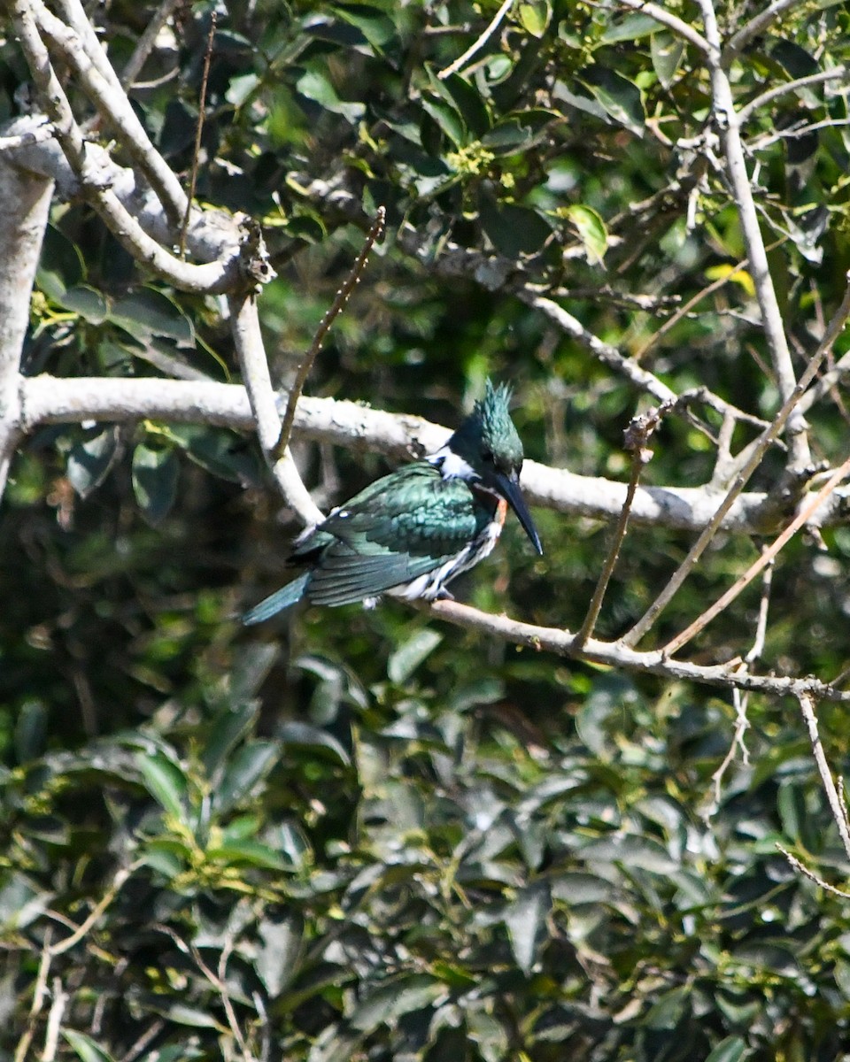 Green Kingfisher - ML588954911