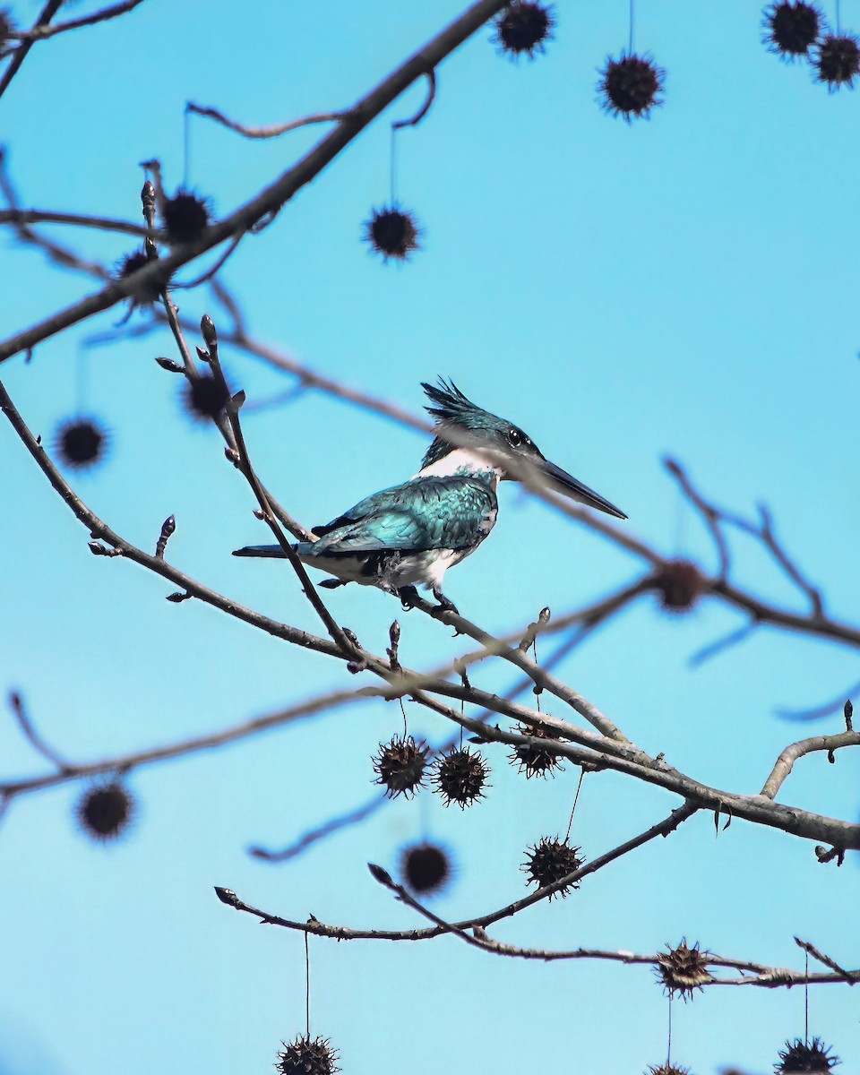 Green Kingfisher - ML588954941