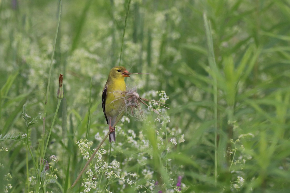 American Goldfinch - ML588955091