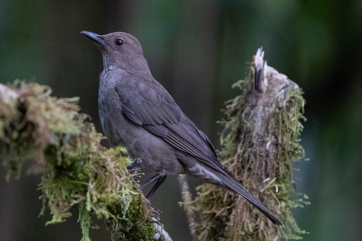 Mountain Thrush - Anthony Batista