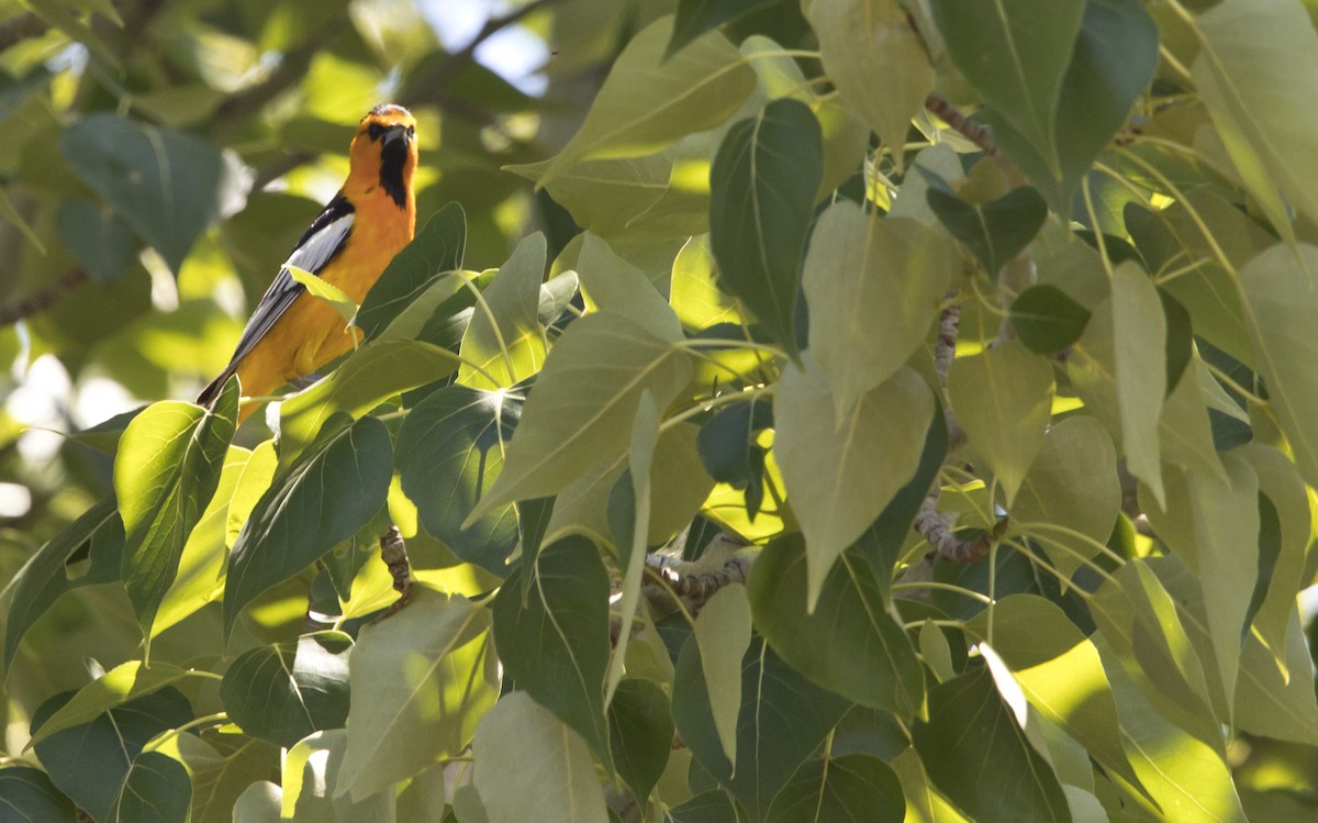 Bullock's Oriole - ML588956941