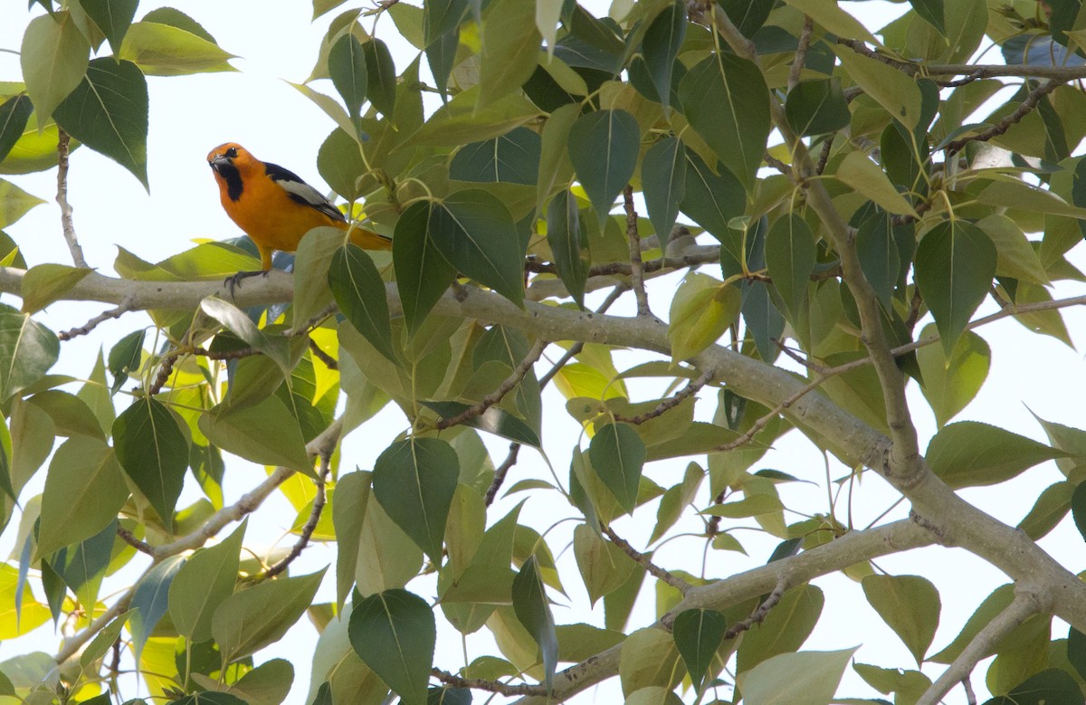 Oriole de Bullock - ML588956951