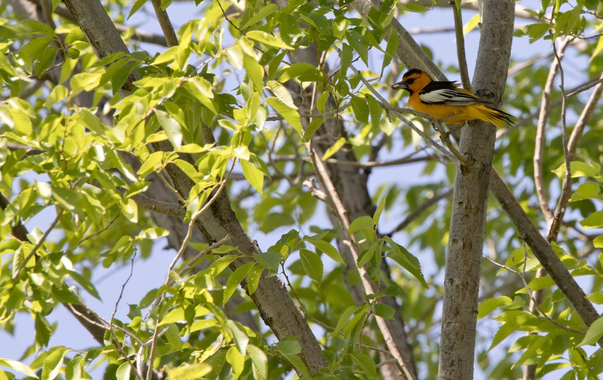 Oriole de Bullock - ML588957111