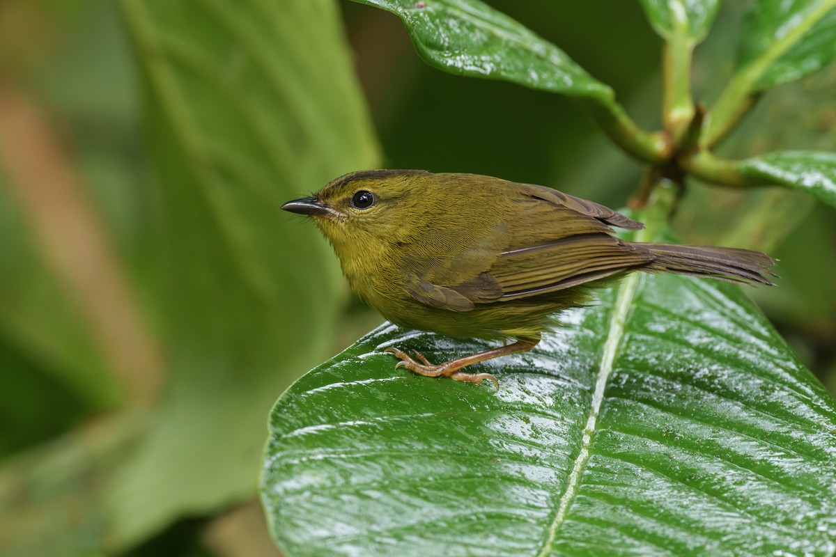 Choco Warbler - Jeff Hapeman