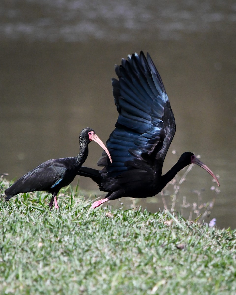 ibis tmavý - ML588959581