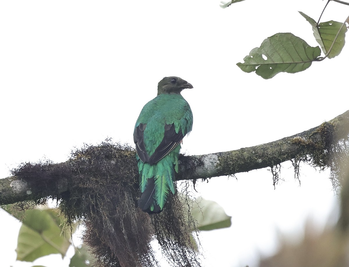 Quetzal Cabecidorado - ML588959841