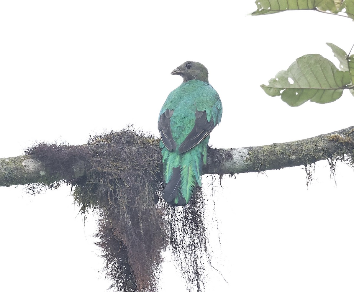 Golden-headed Quetzal - ML588959881