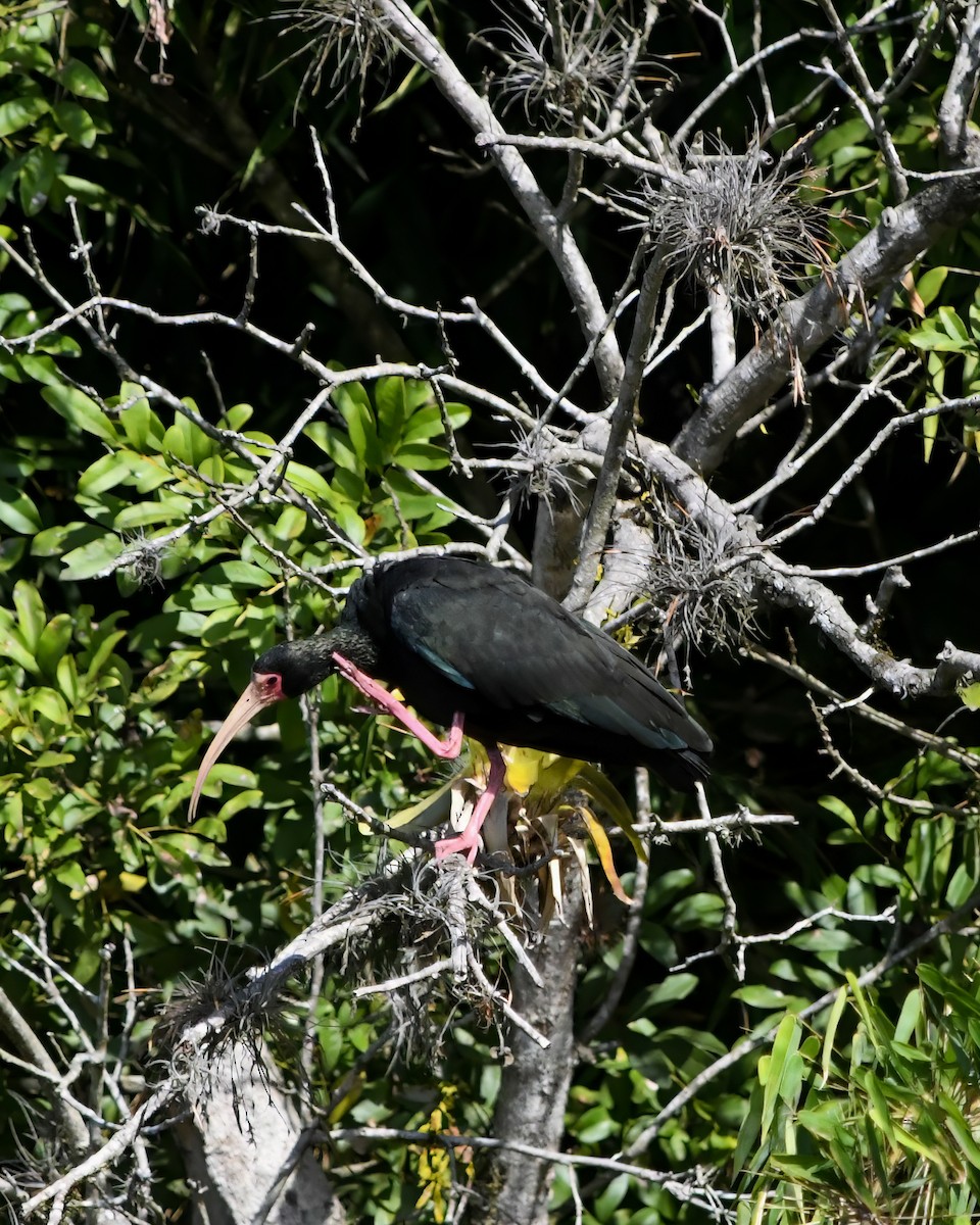 ibis tmavý - ML588959951