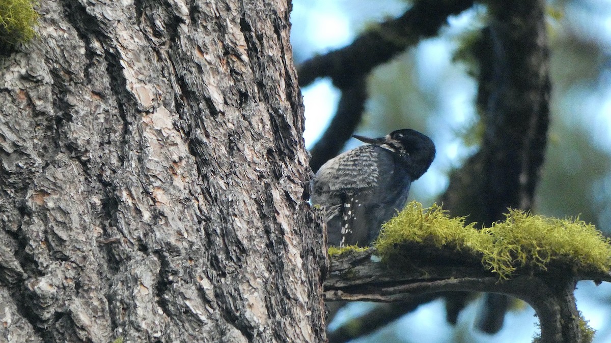 Black-backed Woodpecker - ML588960201