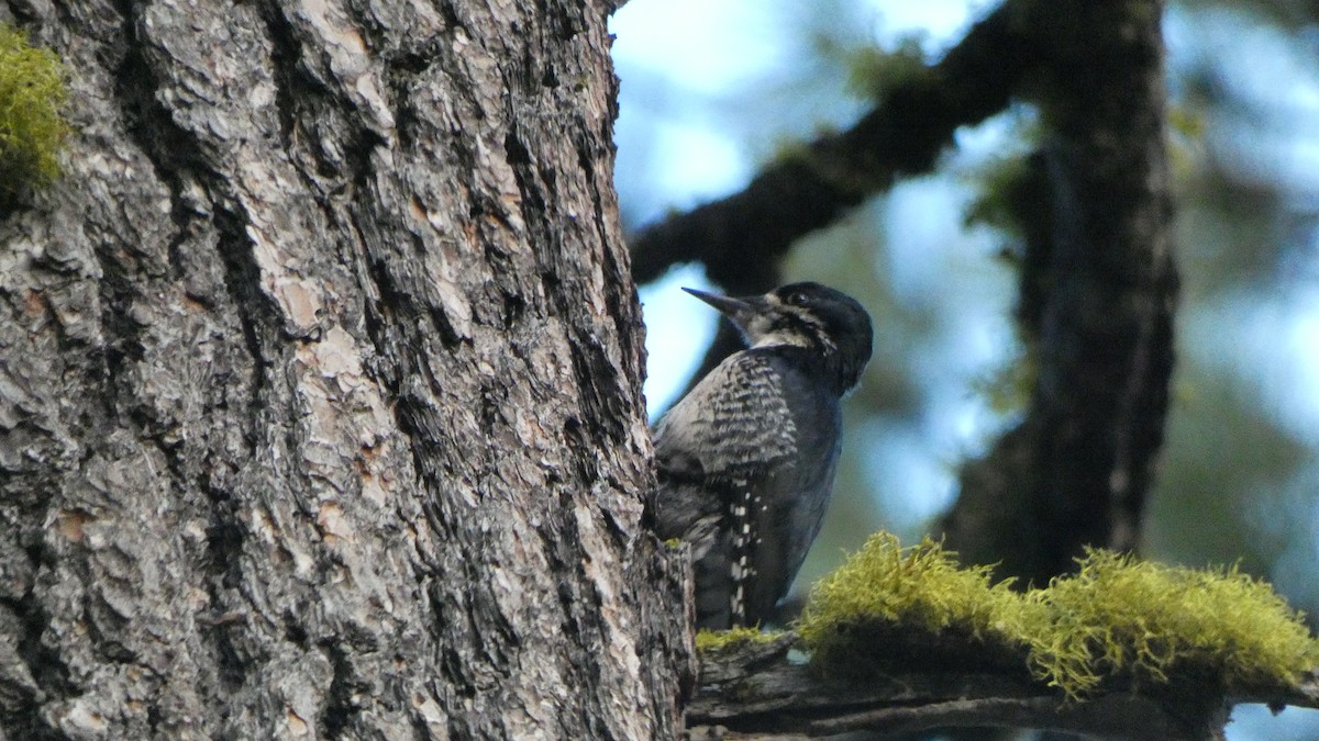 Black-backed Woodpecker - Anonymous