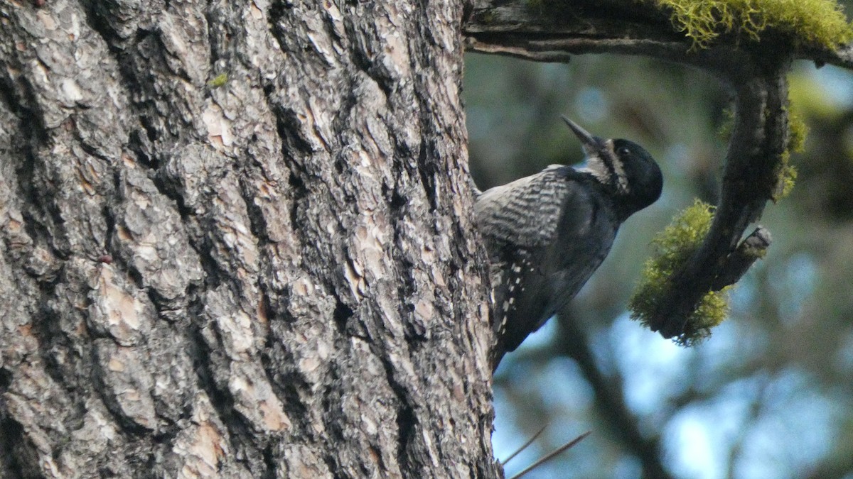 Black-backed Woodpecker - ML588960261