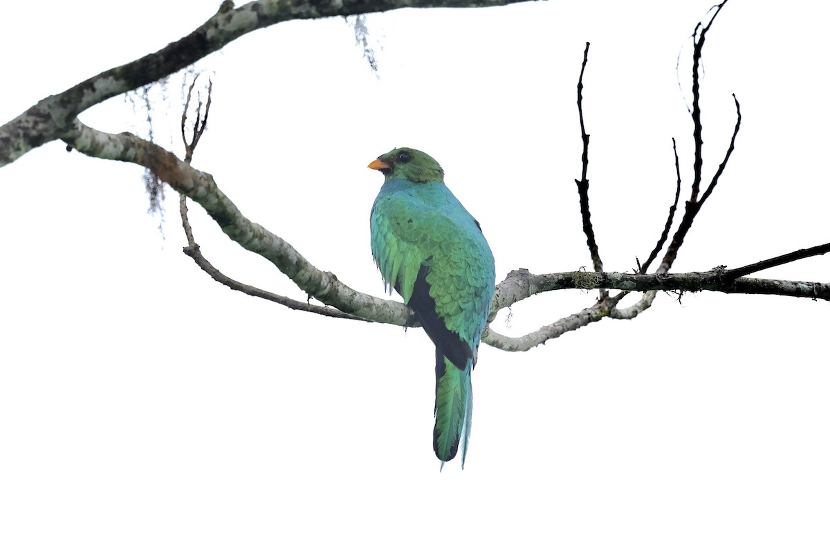 Golden-headed Quetzal - ML588960511