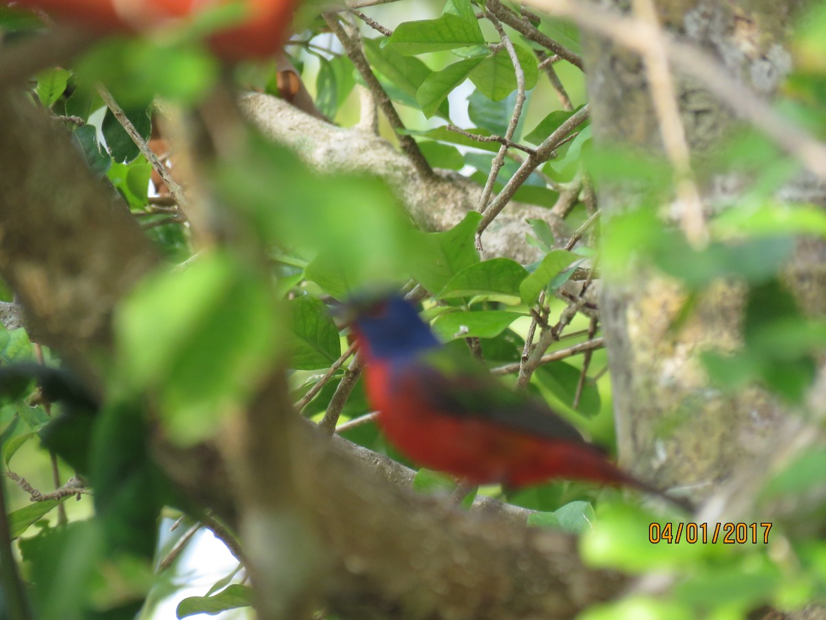 Painted Bunting - ML58896121