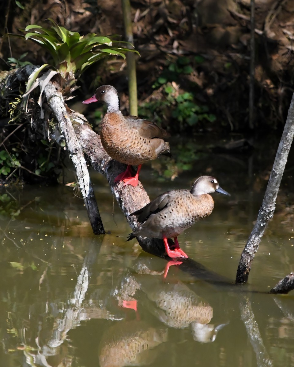 Brazilian Teal - Lupa Foto