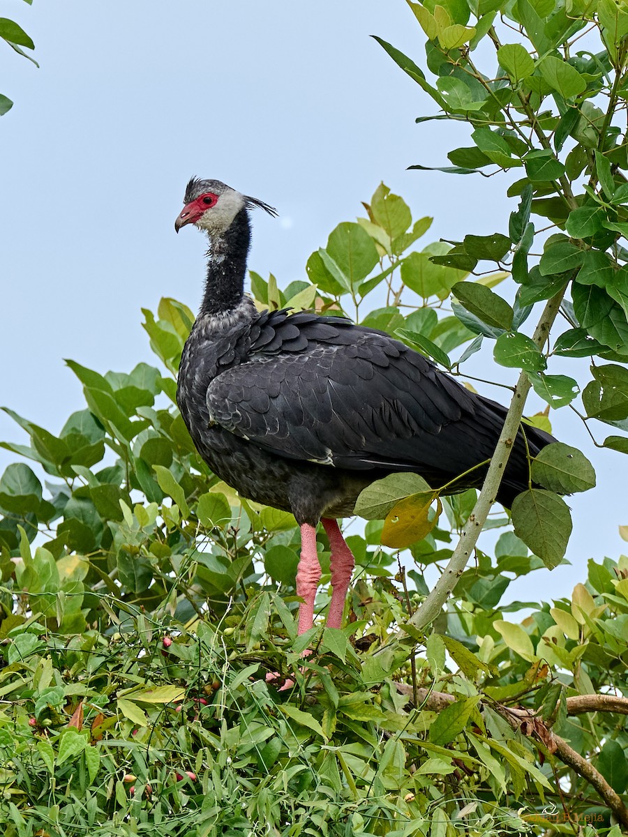 Northern Screamer - ML588961951