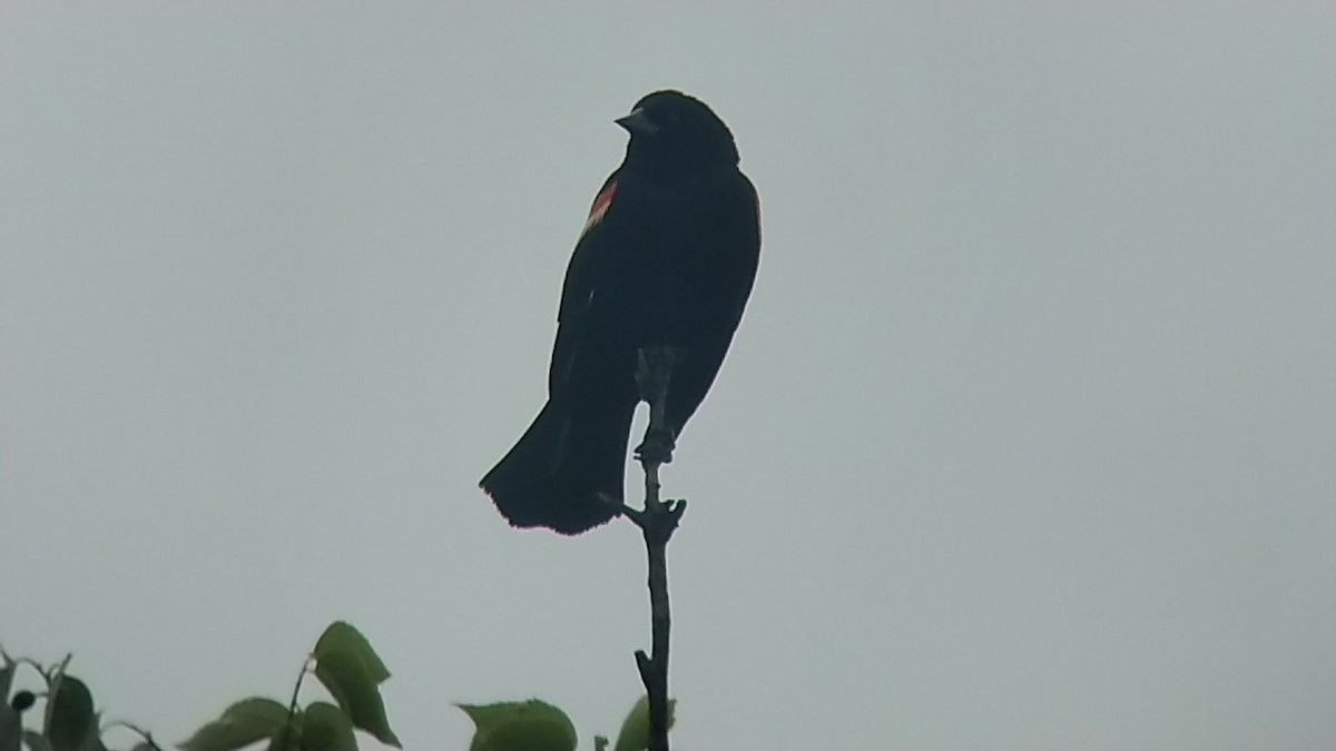 Red-winged Blackbird - Ade Ben-Sal.