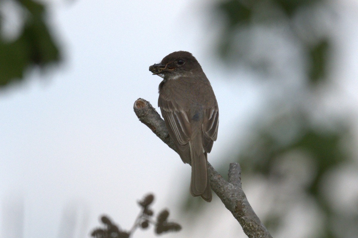 Eastern Phoebe - ML588963091