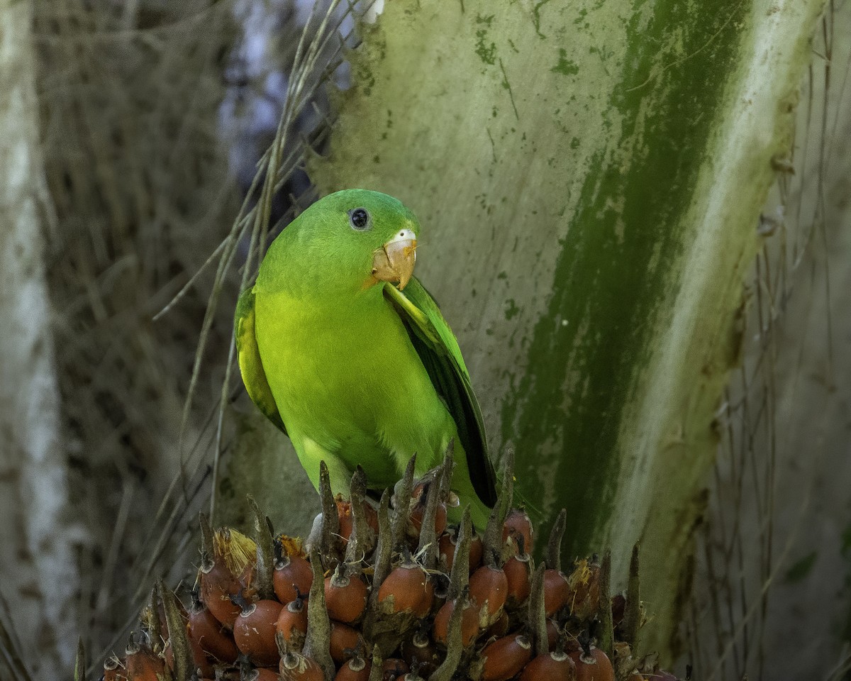 Orange-chinned Parakeet - ML588963561