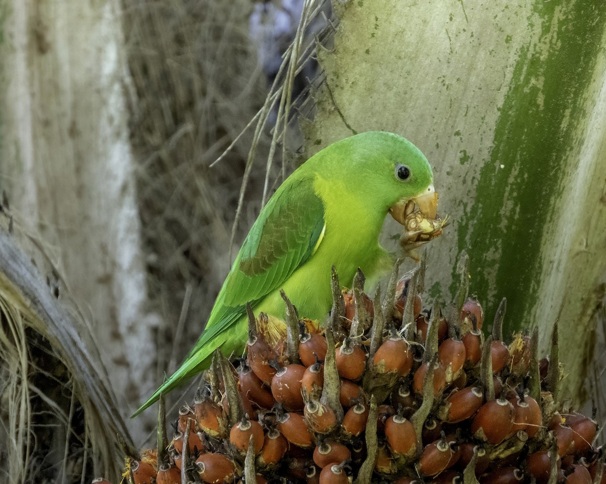 Orange-chinned Parakeet - ML588963571