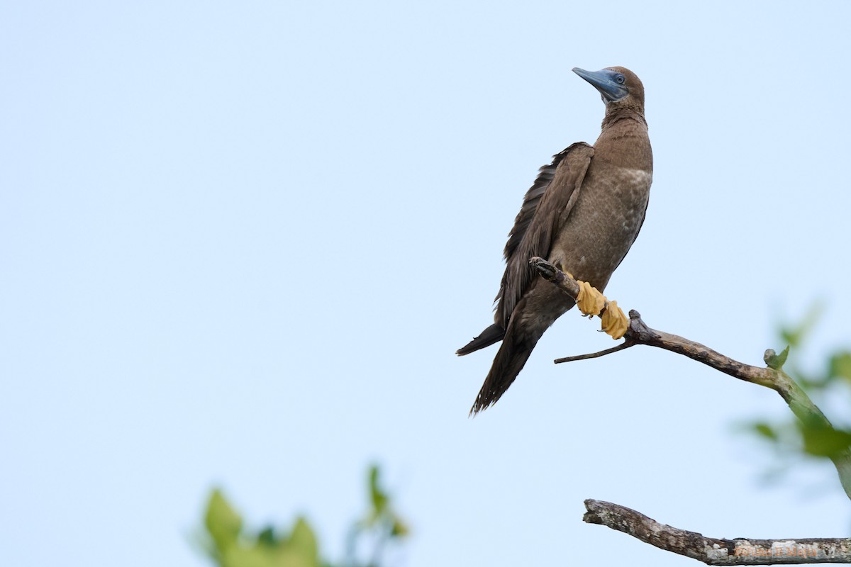 Brown Booby - ML588963851