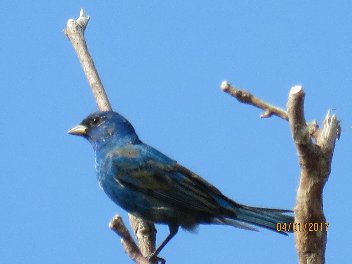 Indigo Bunting - Marisa Ahwai