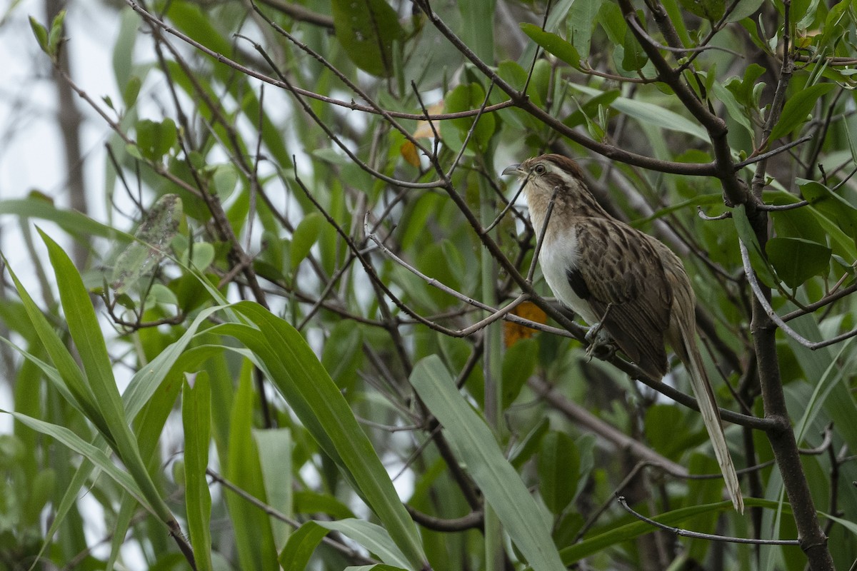 Striped Cuckoo - ML588964401