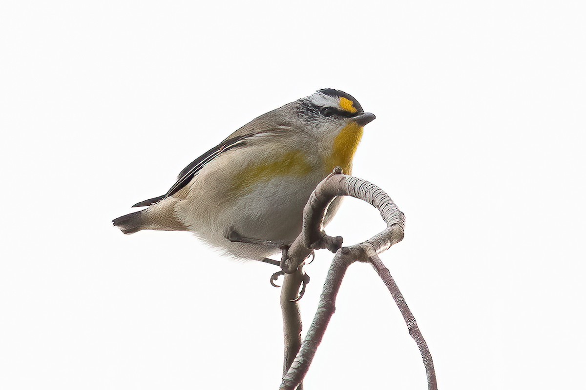 Striated Pardalote - ML588964431