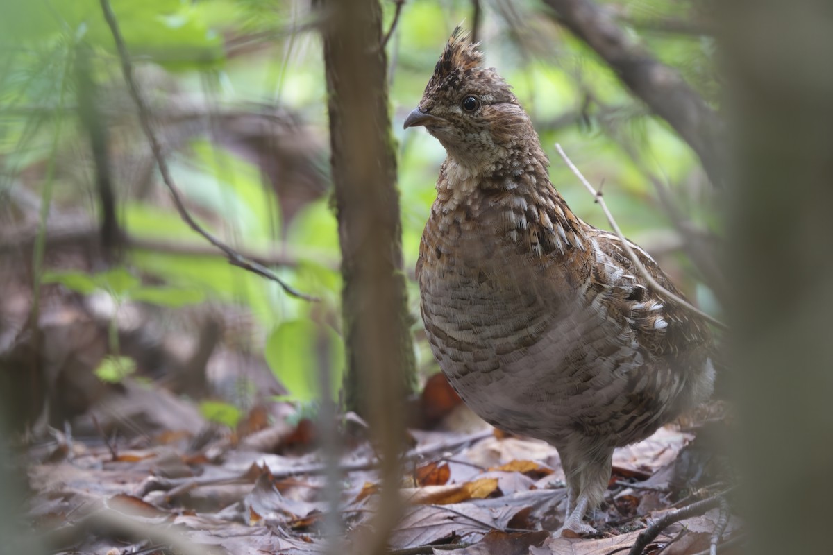Ruffed Grouse - ML588964441